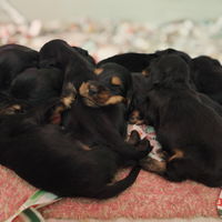 Cuccioli di Cocker Spaniel Inglese