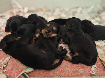 Cuccioli di Cocker Spaniel Inglese