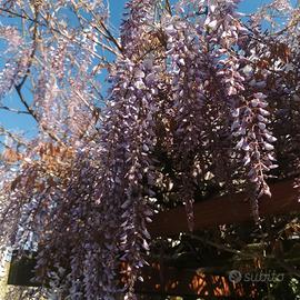 semi di glicine, lauroceraso alloro cipresso
