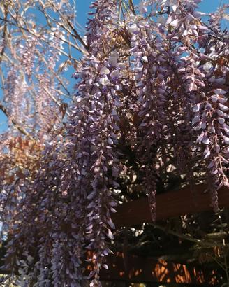 semi di glicine, lauroceraso alloro cipresso