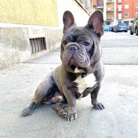 Bulldog Francese Blu x monta