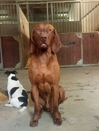 Bracco ungherese x accoppiamento