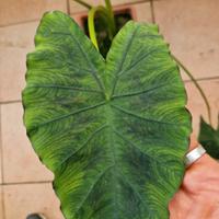 Calocasia coal miner