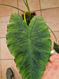 Calocasia coal miner