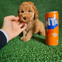 Splendidi cuccioli di Barboncino Mini Toy