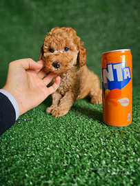 Splendidi cuccioli di Barboncino Mini Toy