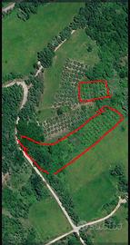 Terreno agricolo + uliveto