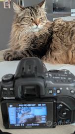 Fotocamera Reflex Sony A550+DT 18-55 F3.5-5.6 SAM