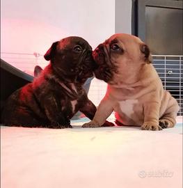 Cucciolata bulldog francese