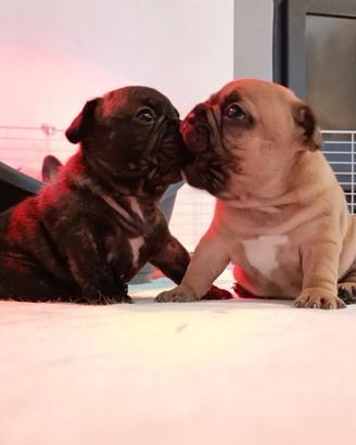 Cucciolata bulldog francese