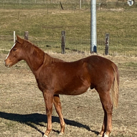 Quarter horse puledro