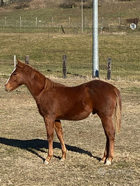 Quarter horse puledro