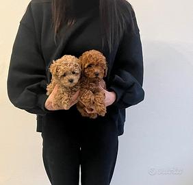 Barboncini mini toy red e albicocca disponibili