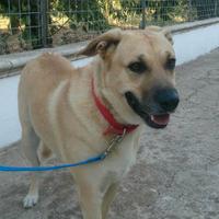 Thor.anziano ormai.morirà in box