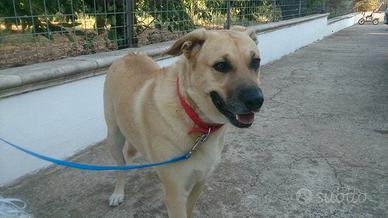 Thor.anziano ormai.morirà in box