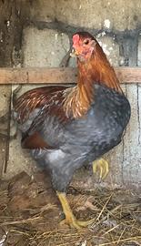 Galline araucana