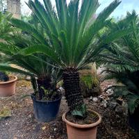 CYCAS 