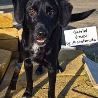 Gabriel, taglia contenuta in adozione