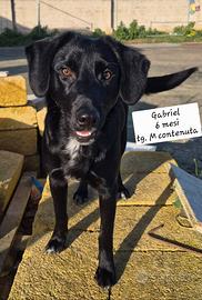 Gabriel, taglia contenuta in adozione
