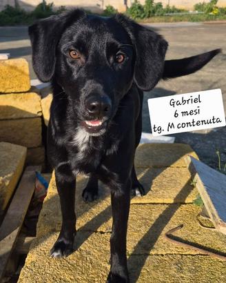 Gabriel, taglia contenuta in adozione