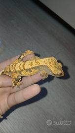 Geco ciliatus