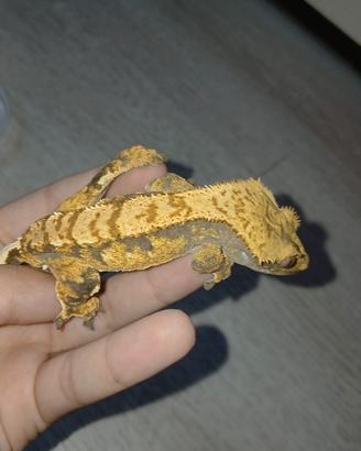 Geco ciliatus
