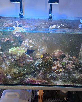 Acquario marino