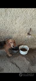 Cane da caccia