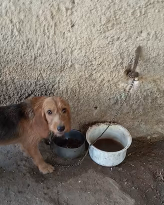 Cane da caccia