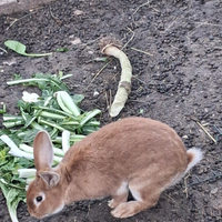 Conigli maschi e femmine da riproduzione