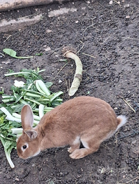 Conigli maschi e femmine da riproduzione