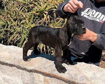 Cucciolotta di cane corso