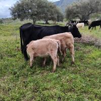 Mucca cinesara con due vitelli