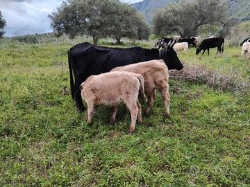 Mucca cinesara con due vitelli