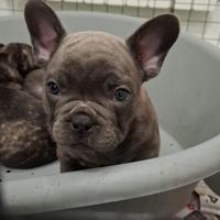 Bulldog francese esotico