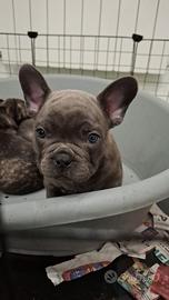 Bulldog francese esotico