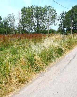 TER. AGRICOLO A EBOLI