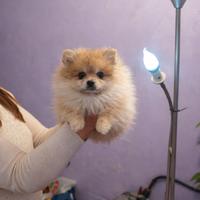 Volpino pomerania pedigree enci