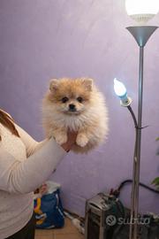 Volpino pomerania pedigree enci