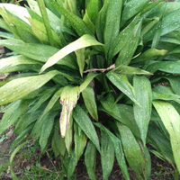 Pianta aspidistra variegata