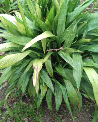 Pianta aspidistra variegata