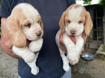 Cuccioli Beagle
