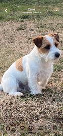 Cuccioli Jack Russell Terrier