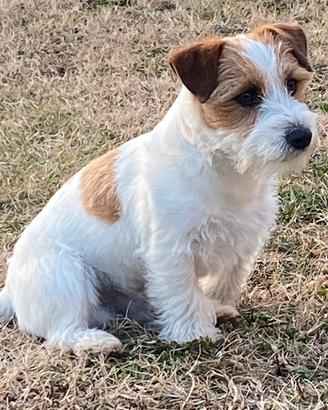 Cuccioli Jack Russell Terrier