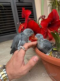 Pulli parrocchetto dal collare