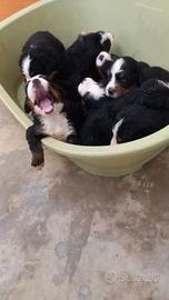 Cuccioli di bovaro del bernese