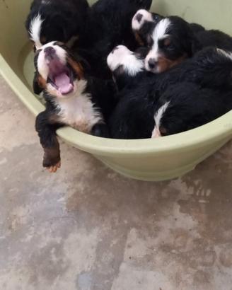 Cuccioli di bovaro del bernese