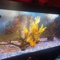 Acquario juwel rio 450 misure 150x65x50
