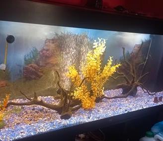 Acquario juwel rio 450 misure 150x65x50
