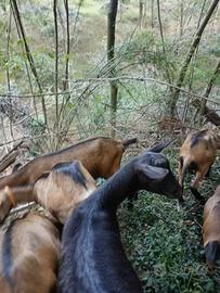 Camosciate delle alpi